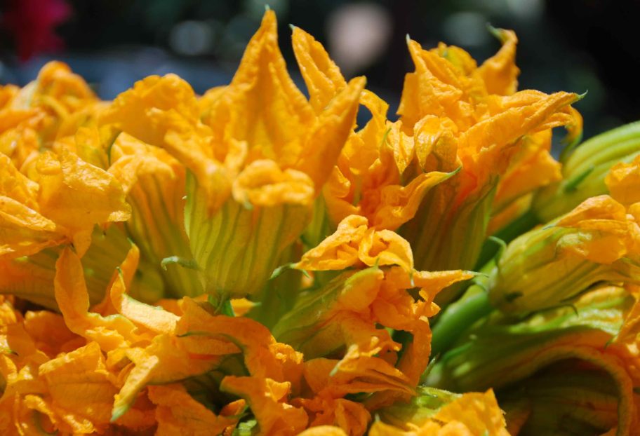 Flores de Calabaza main