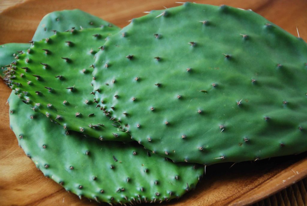 Cactus Paddles 2