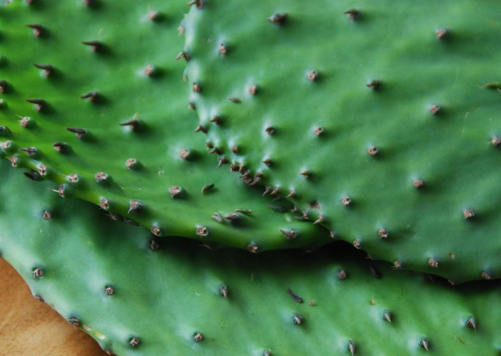 How to Clean Cactus Paddles 1